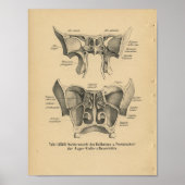 1888 Duitse Anatomy Print Sinuses (Voorkant)
