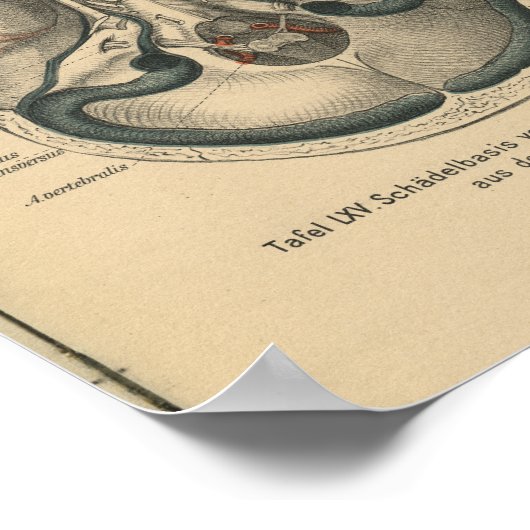  1888 Duitse Anatomy Print Skull Base (Hoek)