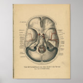  1888 Duitse Anatomy Print Skull Base (Voorkant)