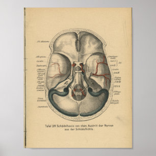 1888 Duitse Anatomy Print Skull Base