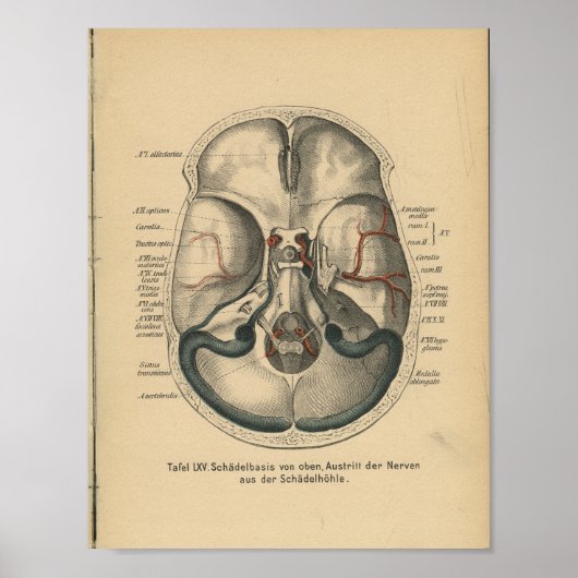  1888 Duitse Anatomy Print Skull Base (Voorkant)