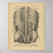  1888 Duitse Anatomy Print Spinal Nerves (Voorkant)