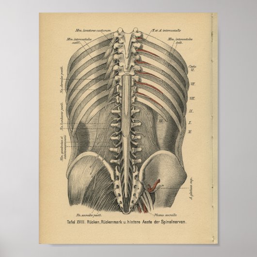 1888 Duitse Anatomy Print Spinal Nerves (Voorkant)