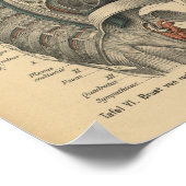 1888 Duitse Anatomy Print Thoracic (Hoek)