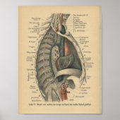  1888 Duitse Anatomy Print Thoracic (Voorkant)