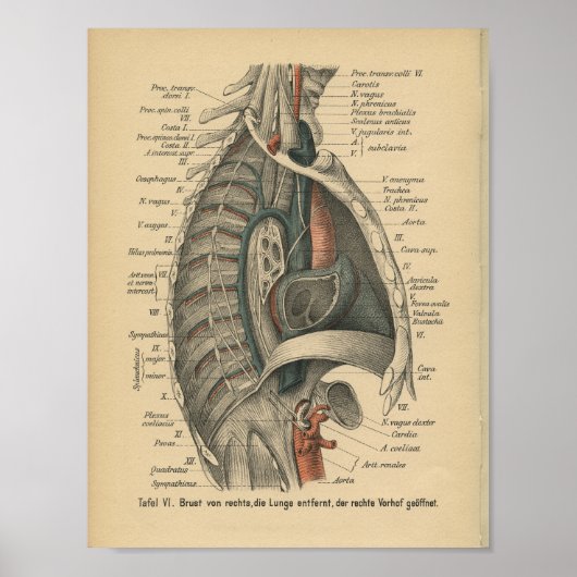 1888 Duitse Anatomy Print Thoracic (Voorkant)