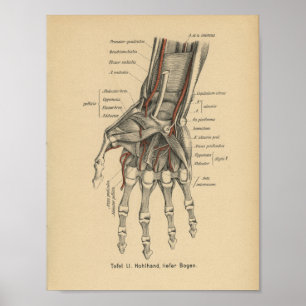  1888 Duitse anatomy Print Wrist Hand