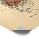  1888 Duitse Botten voor anatomie afdrukken Poster (Hoek)