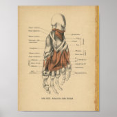  1888 Duitse Botten voor anatomie afdrukken Poster (Voorkant)