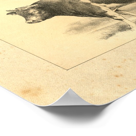  1888 Guernsey Bull Print (Hoek)