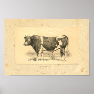 1888 Guernsey Bull Print