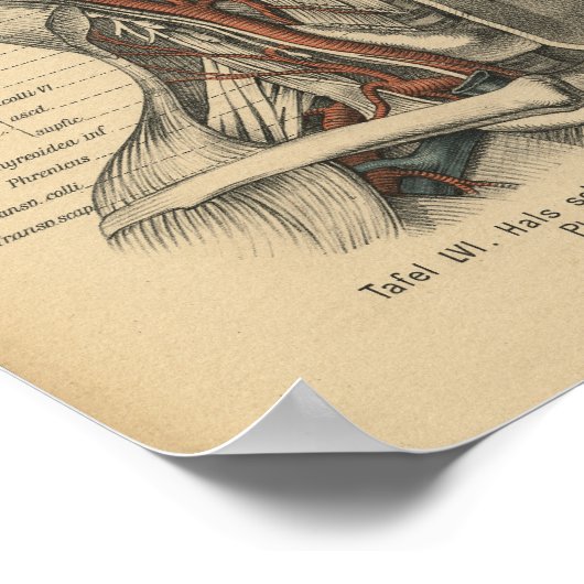  1888 Human Anatomy Print Face Neck (Hoek)