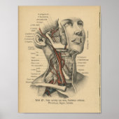  1888 Human Anatomy Print Face Neck (Voorkant)