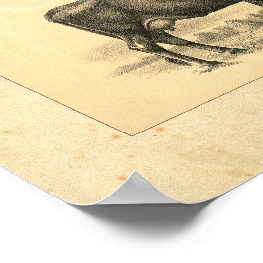  1888 Jersey Koe Print (Hoek)