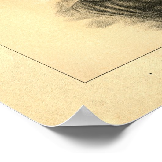  1888 Shorthorn Bull Print (Hoek)