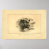  1888 Shorthorn Bull Print (Voorkant)