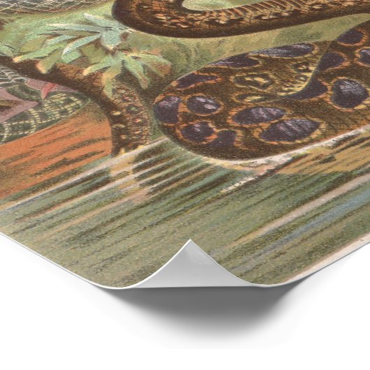 1889 Slangen van de Afrikaanse Oerwoud Poster (Hoek)