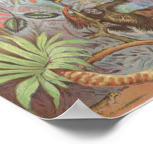 1889 Vogels van de Afrikaanse Oerwoud Poster (Hoek)