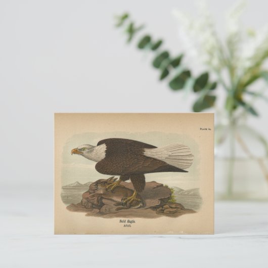 1890 Bird Bald Eagle Briefkaart (Staand voorkant)