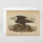 1890 Bird Bald Eagle Briefkaart (Voorkant / Achterkant)
