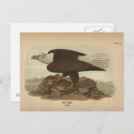 1890 Bird Bald Eagle Briefkaart (Voorkant / Achterkant)