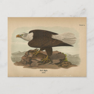 1890 Bird Bald Eagle Briefkaart