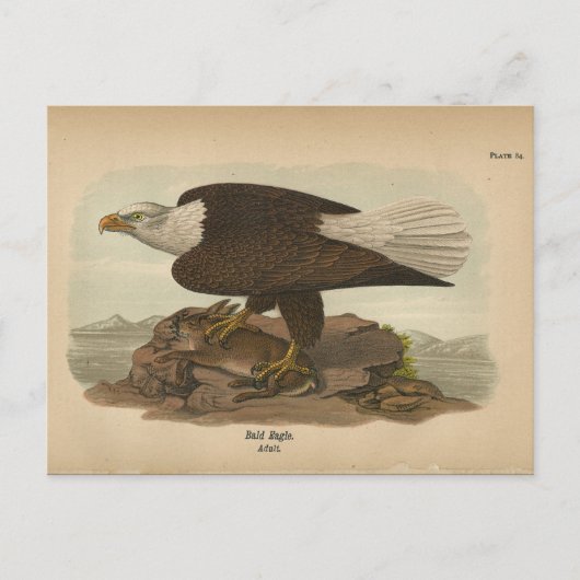 1890 Bird Bald Eagle Briefkaart (Voorkant)