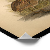 1890 Bird Print American Bittern (Hoek)