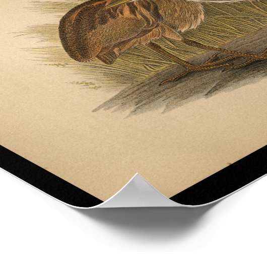 1890 Bird Print American Bittern (Hoek)