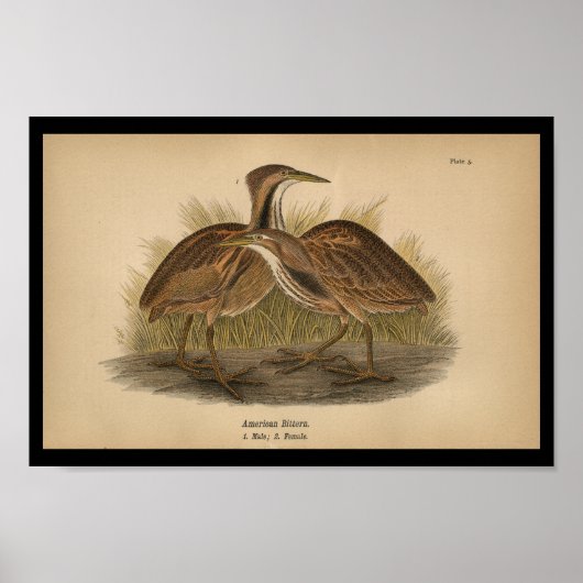 1890 Bird Print American Bittern (Voorkant)