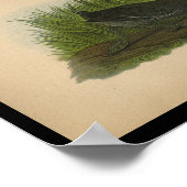 1890 Bird Print American Coot (Hoek)