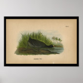 1890 Bird Print American Coot (Voorkant)