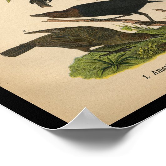 1890 Bird Print American Crow (Hoek)