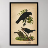 1890 Bird Print American Crow (Voorkant)