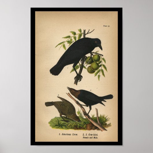 1890 Bird Print American Crow (Voorkant)