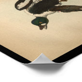 1890 Bird Print American Golden-eye Duck (Hoek)