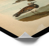 1890 Bird Print American Golden Plover (Hoek)