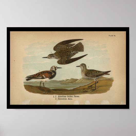 1890 Bird Print American Golden Plover (Voorkant)