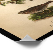 1890 Bird Print American Goldfinch (Hoek)