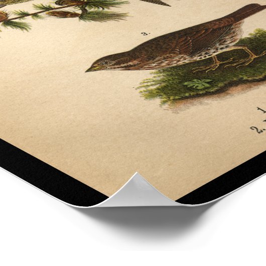 1890 Bird Print American Goldfinch (Hoek)