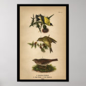 1890 Bird Print American Goldfinch (Voorkant)