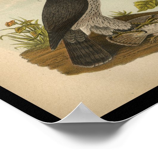 1890 Bird Print American Goshawk (Hoek)