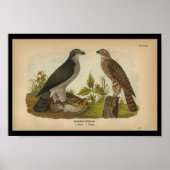 1890 Bird Print American Goshawk (Voorkant)