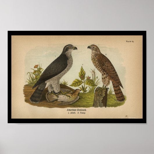 1890 Bird Print American Goshawk (Voorkant)