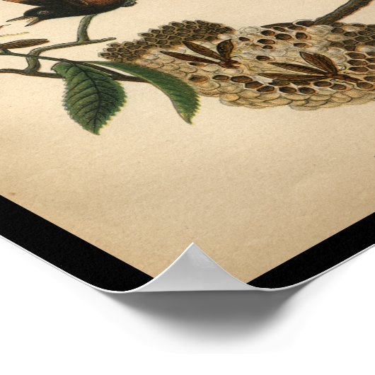 1890 Bird Print American Redstart (Hoek)