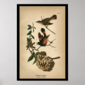 1890 Bird Print American Redstart (Voorkant)