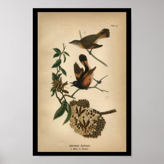 1890 Bird Print American Redstart (Voorkant)