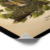 1890 Bird Print American Robin (Hoek)