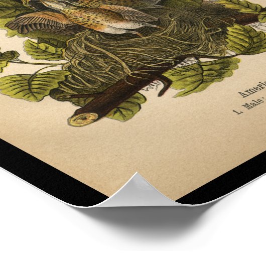 1890 Bird Print American Robin (Hoek)