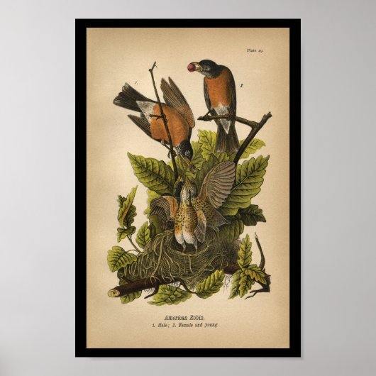 1890 Bird Print American Robin (Voorkant)